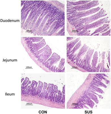 Responses of Intestinal Mucosal Barrier Functions of Rats to Simulated Weightlessness